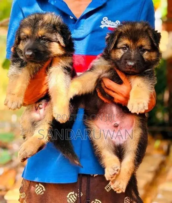 Shepherd Puppies