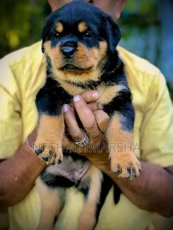 Rottweiler Puppy