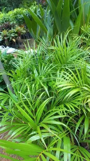 indoor plants