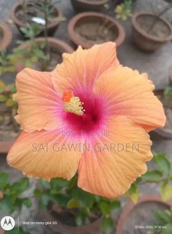 Hibiscus Flower Plant