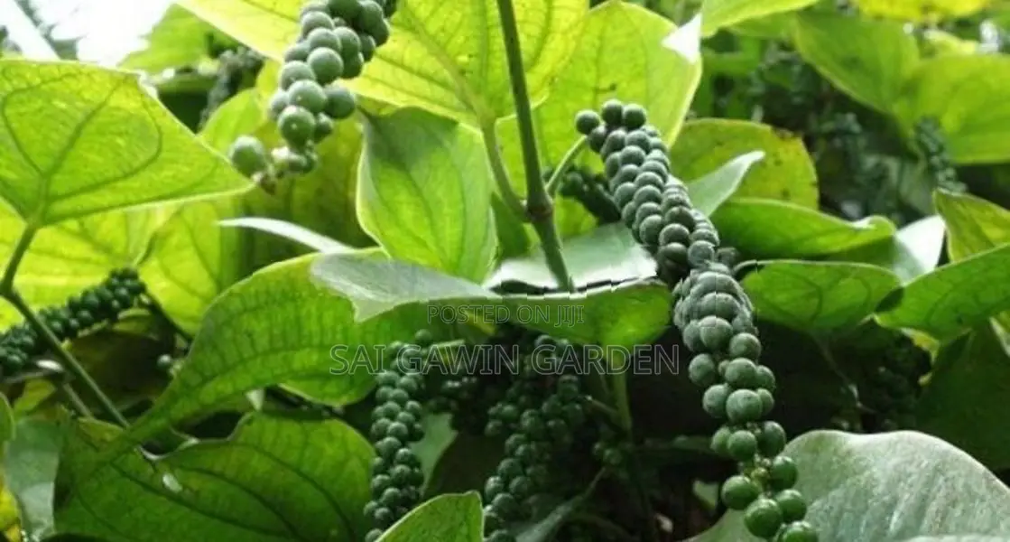 மிளகு செடி விதை