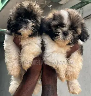 Shitzu puppies