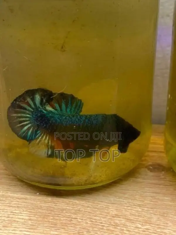 Betta Fish