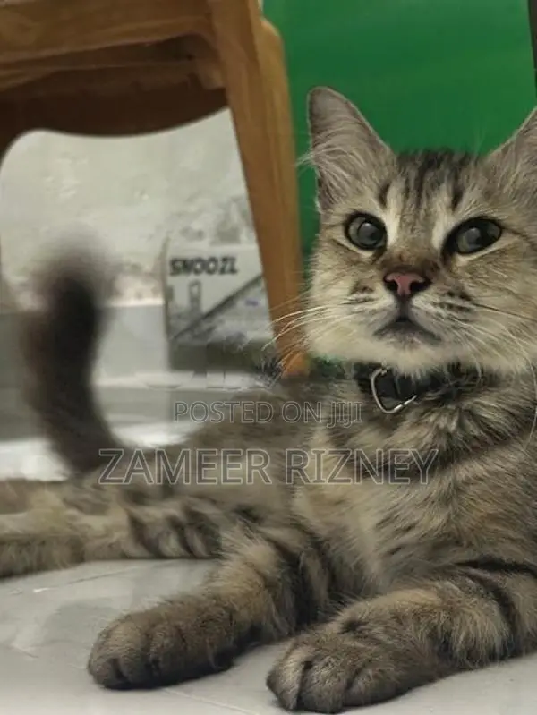 Persian cat