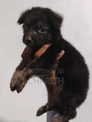 German shepherd long coat puppies