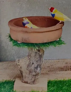 Gouldian Finch Natural Cage Prepare