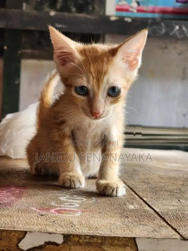 Lost Cat