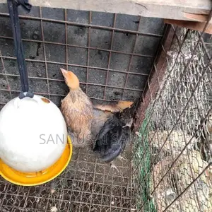 බ්‍රහම කුකුල් පැටවුන් විකිණීමට