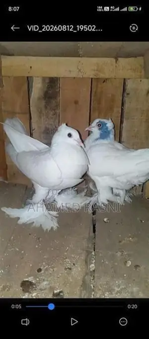 Pigeons