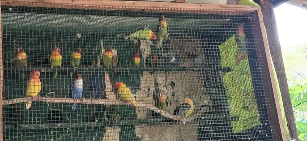 අප්‍රිකල් ලව්බර්ඩ්