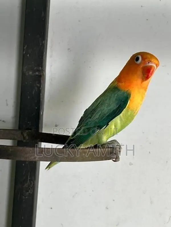 Love Birds