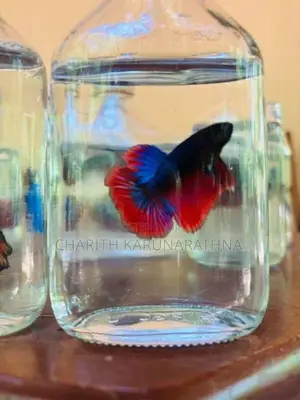 betta fish