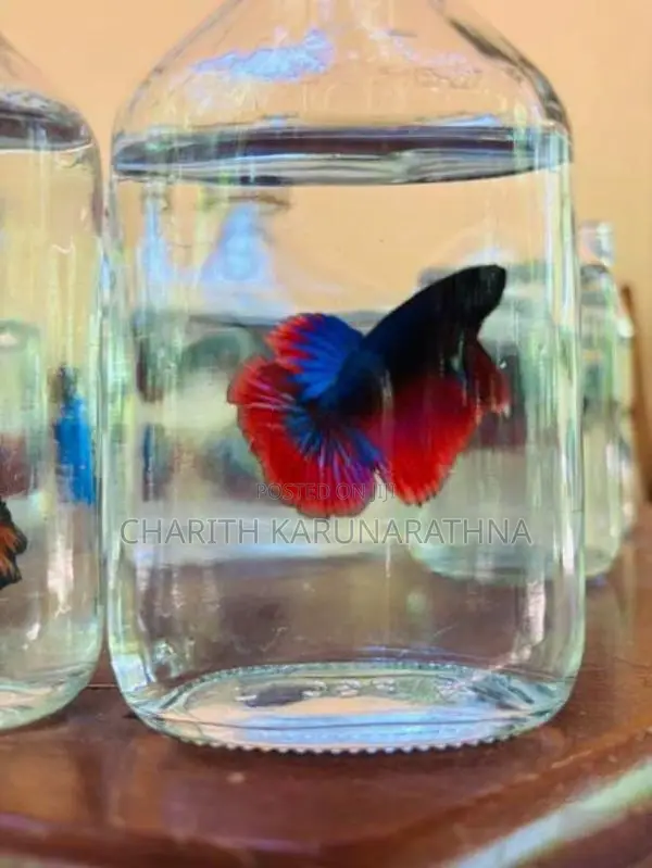 betta fish