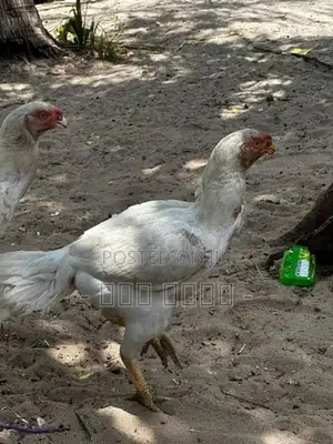 Parrot Beak Long Tail Rooster