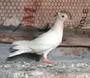 Pigeon