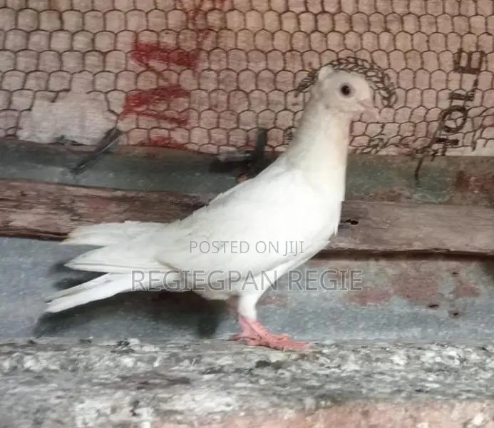 Pigeon