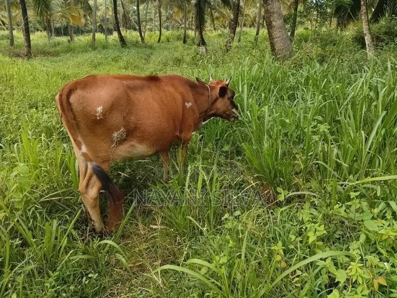Farm Cow