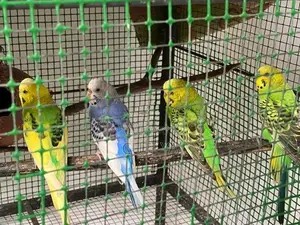 Love Birds
