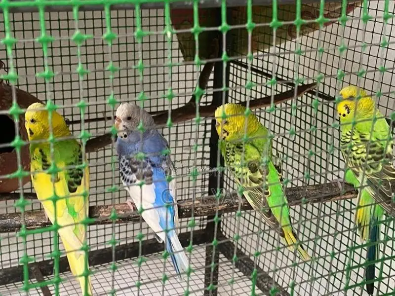 Love Birds