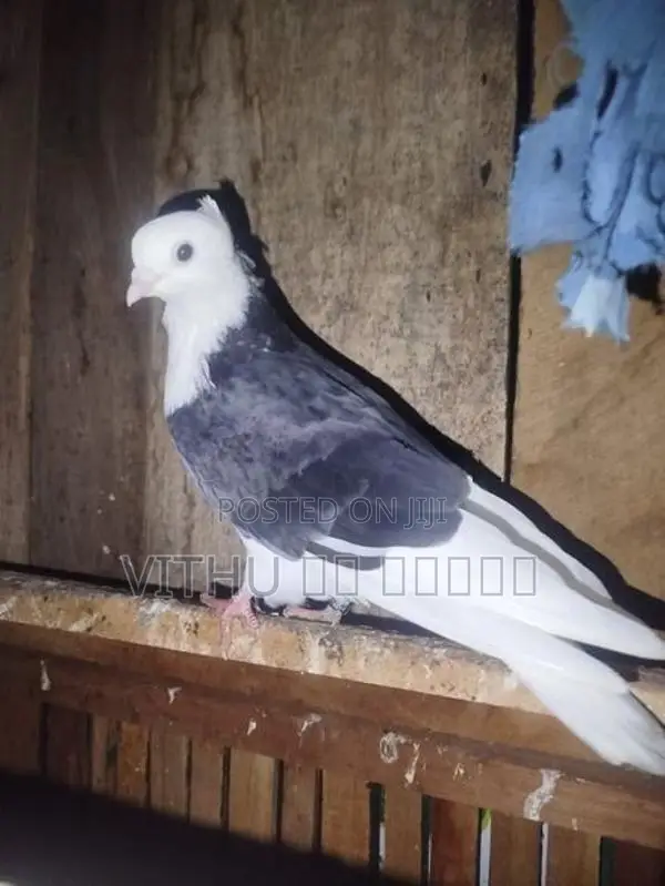 Pigeon
