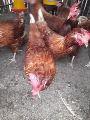 முட்டை கோழி