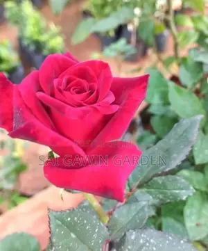 new rose plant