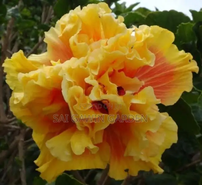 செம்பருத்தி பதிகள்