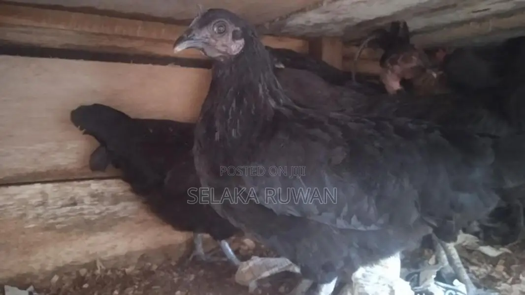 කිකිලීයන් සහ කුකුලන් විකිනිමට
