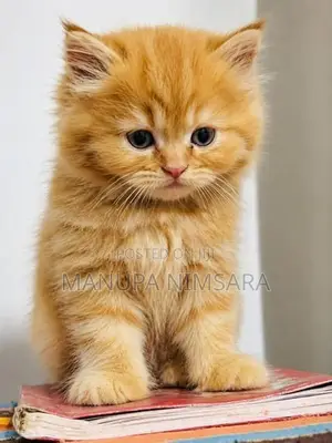 persian cat