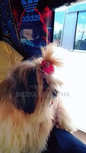 Shih Tzu Puppies
