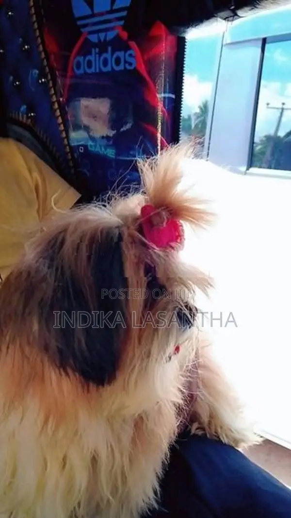 Shih Tzu Puppies