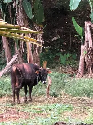 Cows