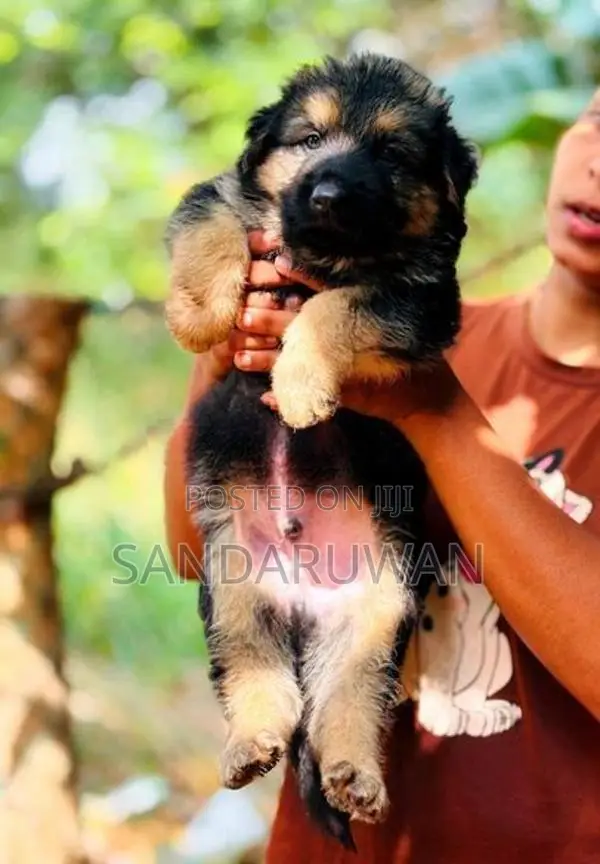 Shepherd Puppies