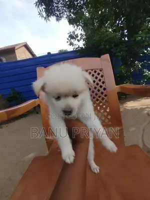 lion pomerian