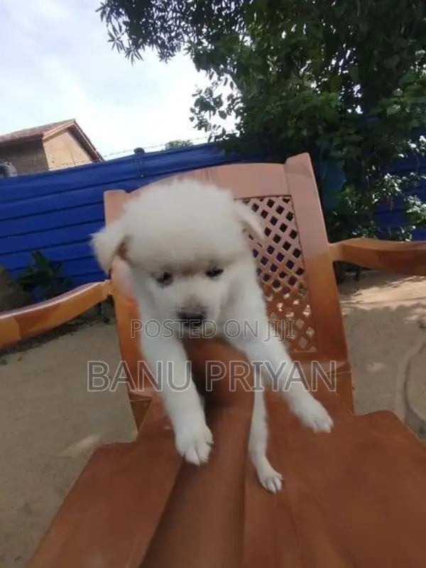 lion pomerian