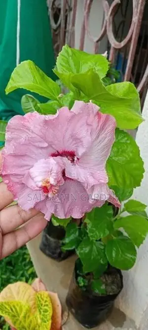 Hibiscus Flower Plant