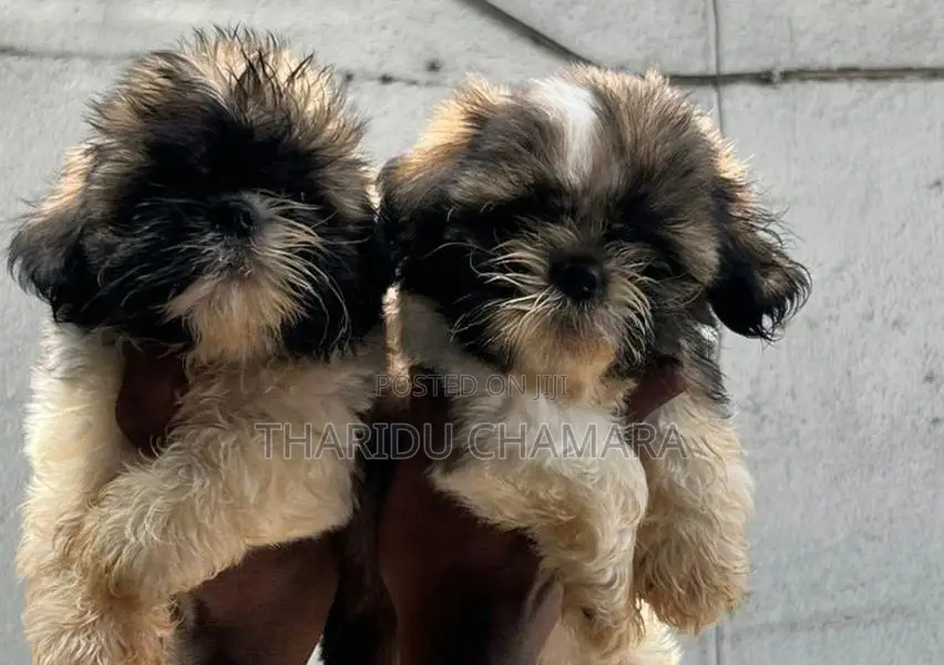 Shitzu puppies
