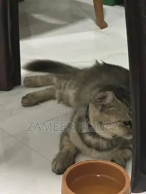 Persian cat