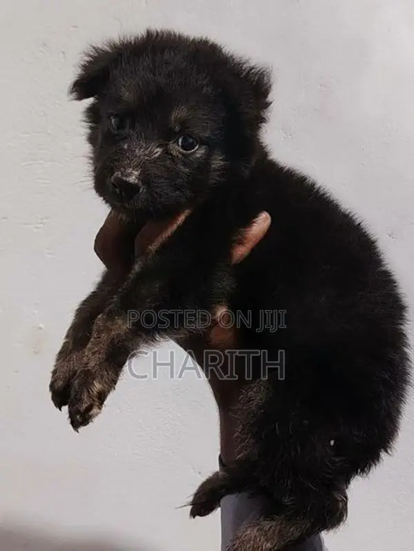 German shepherd long coat puppies