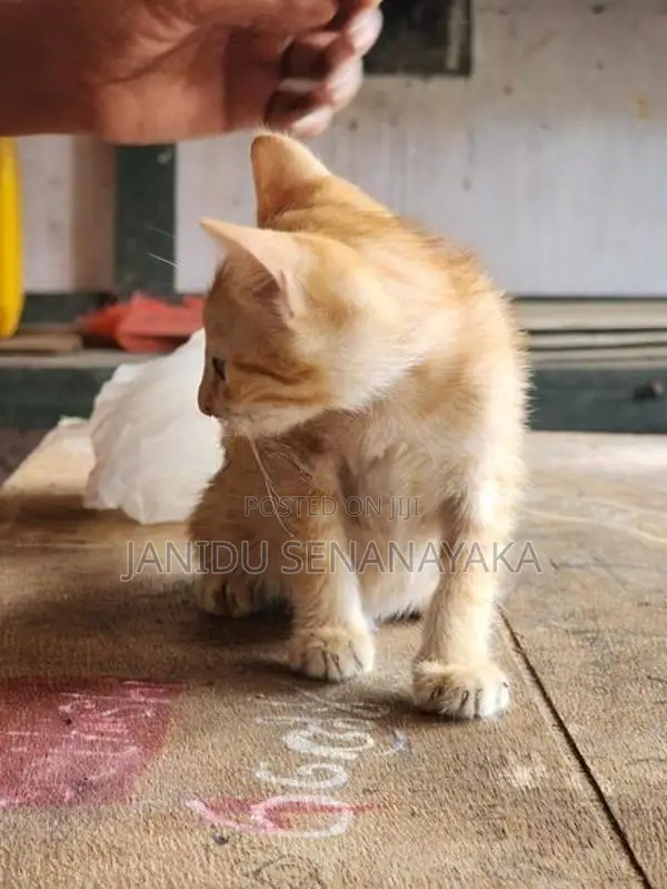 Lost Cat