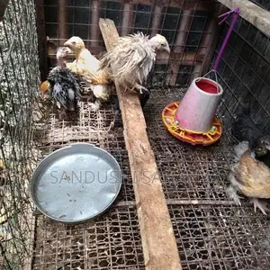 බ්‍රහම කුකුල් පැටවුන් විකිණීමට