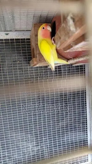 African Love Birds