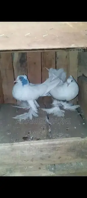 Pigeons
