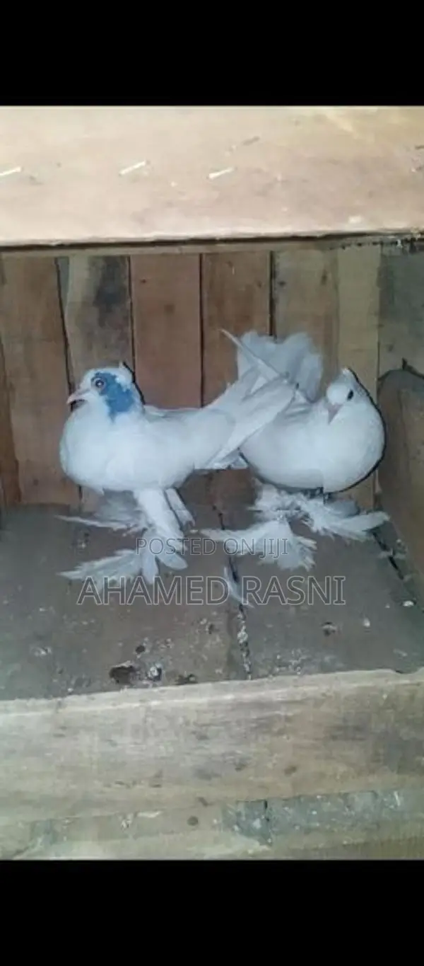 Pigeons