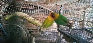අප්‍රිකල් ලව්බර්ඩ්