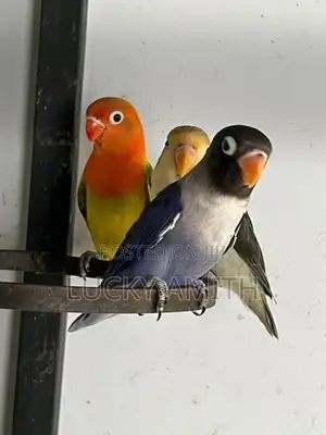 Love Birds
