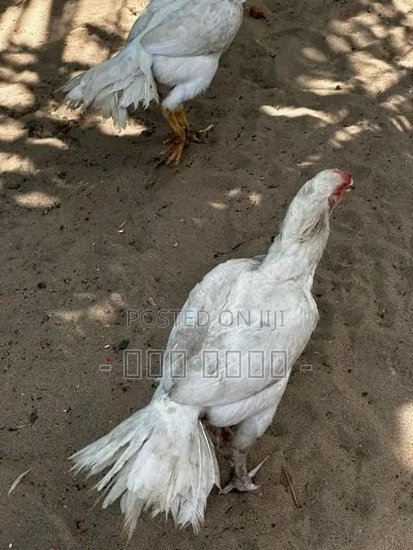 Parrot Beak Long Tail Rooster