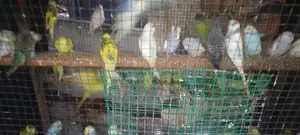 Love Birds