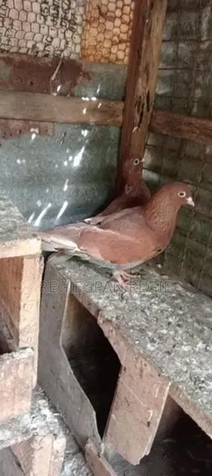 Pigeon
