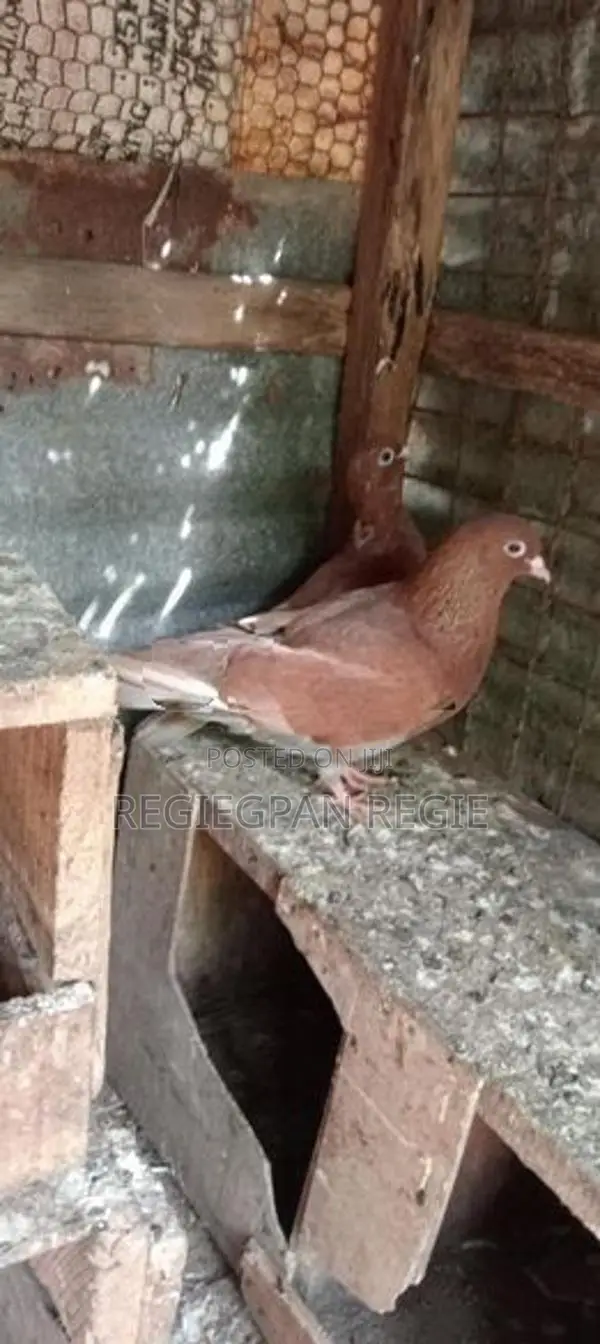 Pigeon